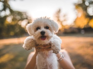 Ilmuwan Ciptakan Obat Panjang Umur untuk Anjing