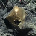 Telur Emas Misterius Ada di Dasar Laut Alaska, Ilmuwan Kaget
