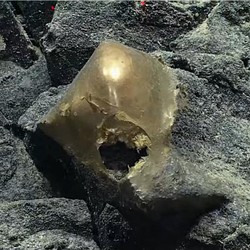 Telur Emas Misterius Ada di Dasar Laut Alaska, Ilmuwan Kaget
