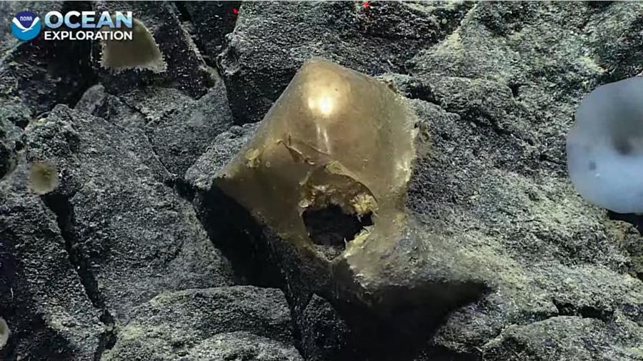 'Telur emas' misterius ditemukan di dasar laut Alaska. (Twitter @oceanexplorer)