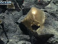 Telur Emas Misterius Ada di Dasar Laut Alaska, Ilmuwan Kaget