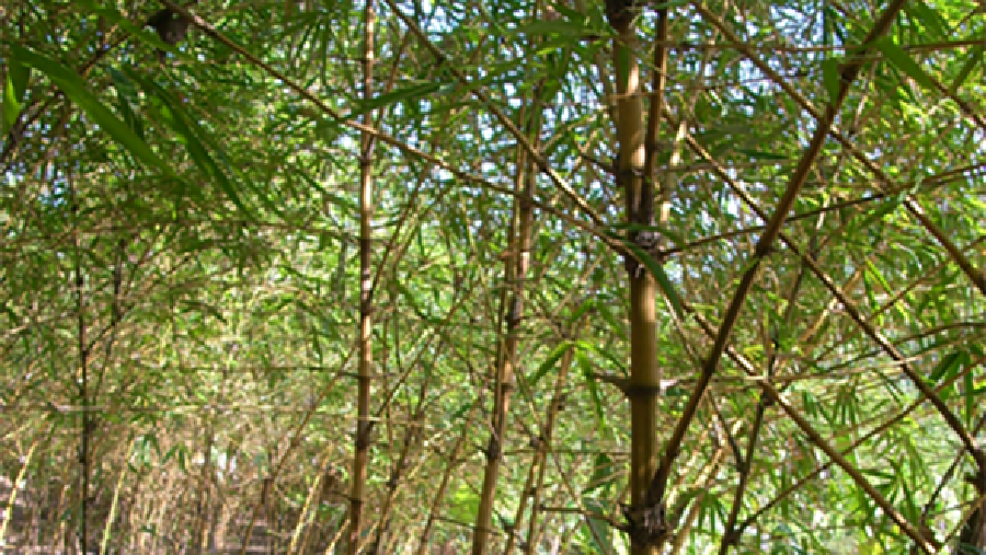 Bambu Ampel Kuning. (Dok. Istimewa)