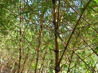 Raih Cuan Rebung Bambu Ampel Kuning di Lahan Marginal