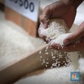 Pantas Harga Beras Eceran Ugal-ugalan, Ini Kondisi Sebenarnya