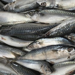 RI Punya 5 Harta Karun Ini, Tersebar di Lautan Ratusan Triliun