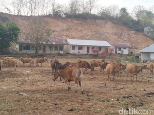 DPRD Manggarai Barat Soroti Sapi Liar Kuasai Labuan Bajo