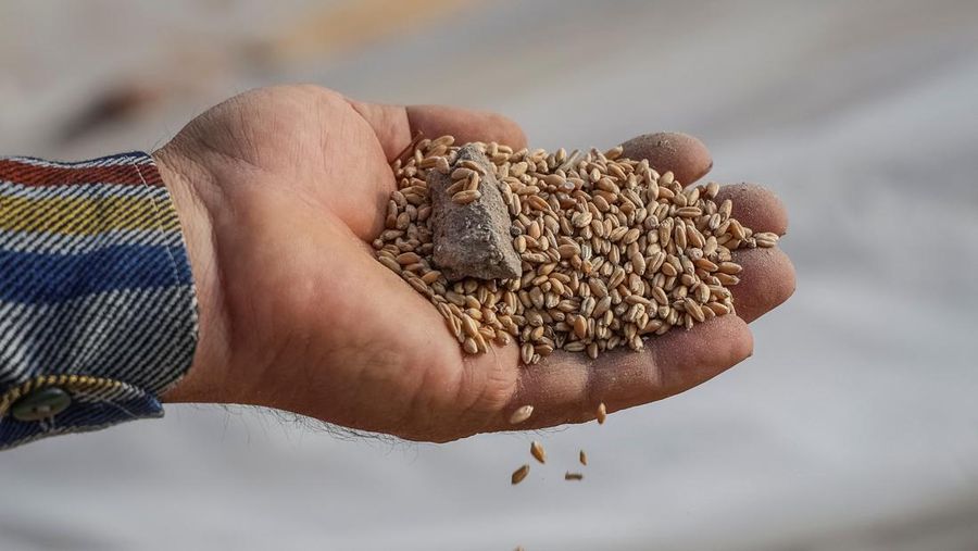 Lumbung hasil panen gandum petani Ukraina yang hacur dihantam rudal milik Rusia di Zaporizhzhia, Kota Orikhiv, Ukraina, Kamis (14/9/2023). (REUTERS/Oleksandr Ratushniak)