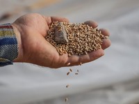 LPEM UI Ungkap Cara Ayah Prabowo Lepaskan RI dari Perangkap Beras