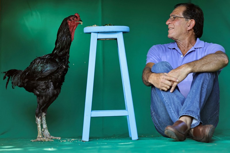 Ahli agronomi Rubens Braz berpose dengan ayam jantan Urubu India raksasa bernama Galalau di Avicultura Gigante, yang membiakkan ayam jantan raksasa untuk produksi daging skala kecil dan keperluan hias, di Formosa, Negara Bagian Goias, Brasil 1 September 2023. Ahli agronomi Rubens Braz berpose dengan ayam jantan Urubu India raksasa bernama Galalau di Avicultura Gigante, yang membiakkan ayam jantan raksasa untuk produksi daging skala kecil dan keperluan hias, di Formosa, Negara Bagian Goias, Brasil 1 September 2023. (REUTERS/Ueslei Marcelino)
