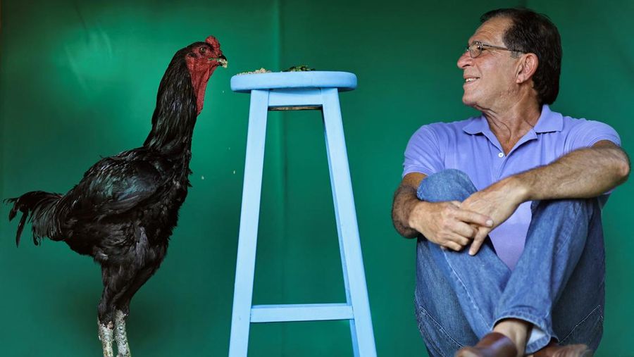 Ahli agronomi Rubens Braz berpose dengan ayam jantan Urubu India raksasa bernama Galalau di Avicultura Gigante, yang membiakkan ayam jantan raksasa untuk produksi daging skala kecil dan keperluan hias, di Formosa, Negara Bagian Goias, Brasil 1 September 2023. (REUTERS/Ueslei Marcelino)