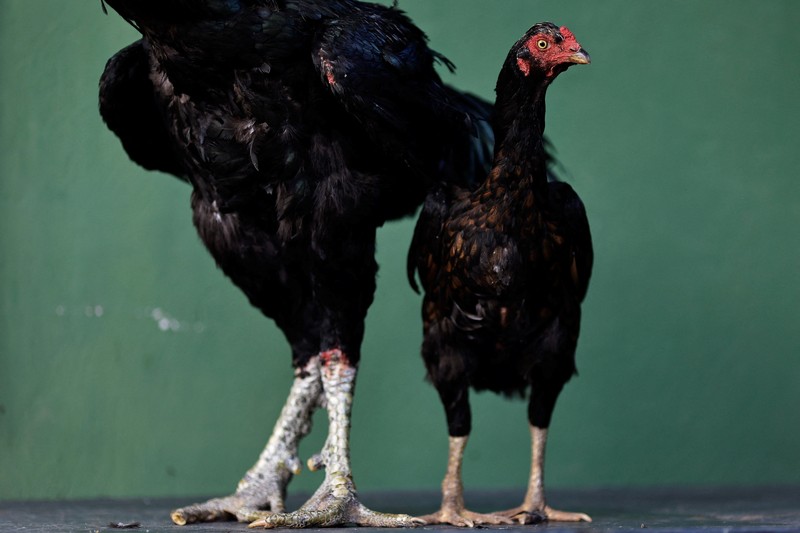 Ahli agronomi Rubens Braz berpose dengan ayam jantan Urubu India raksasa bernama Galalau di Avicultura Gigante, yang membiakkan ayam jantan raksasa untuk produksi daging skala kecil dan keperluan hias, di Formosa, Negara Bagian Goias, Brasil 1 September 2023. Ahli agronomi Rubens Braz berpose dengan ayam jantan Urubu India raksasa bernama Galalau di Avicultura Gigante, yang membiakkan ayam jantan raksasa untuk produksi daging skala kecil dan keperluan hias, di Formosa, Negara Bagian Goias, Brasil 1 September 2023. (REUTERS/Ueslei Marcelino)