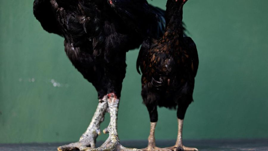 Ahli agronomi Rubens Braz berpose dengan ayam jantan Urubu India raksasa bernama Galalau di Avicultura Gigante, yang membiakkan ayam jantan raksasa untuk produksi daging skala kecil dan keperluan hias, di Formosa, Negara Bagian Goias, Brasil 1 September 2023. (REUTERS/Ueslei Marcelino)