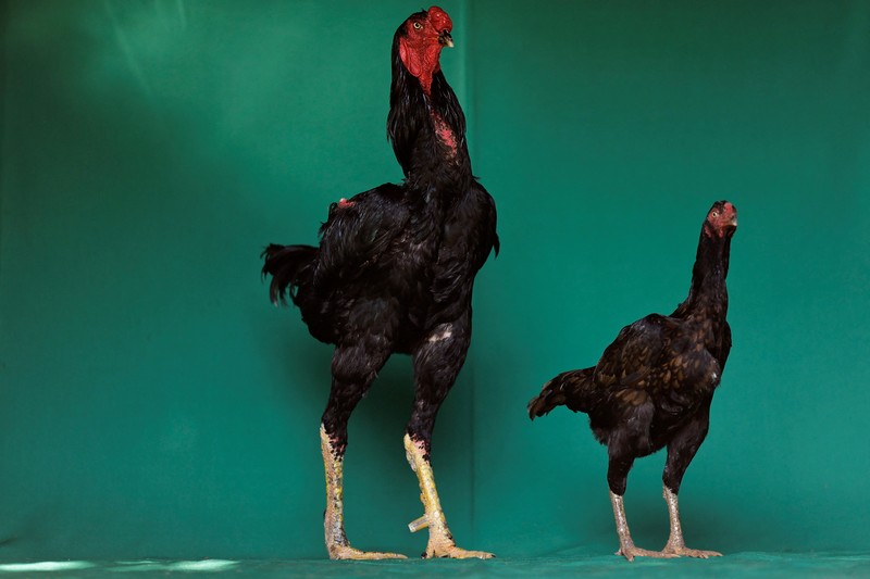 Ahli agronomi Rubens Braz berpose dengan ayam jantan Urubu India raksasa bernama Galalau di Avicultura Gigante, yang membiakkan ayam jantan raksasa untuk produksi daging skala kecil dan keperluan hias, di Formosa, Negara Bagian Goias, Brasil 1 September 2023. (REUTERS/Ueslei Marcelino)