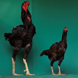 Manusia Bisa Ngobrol sama Ayam Berkat AI, Ini Kata Pakar
