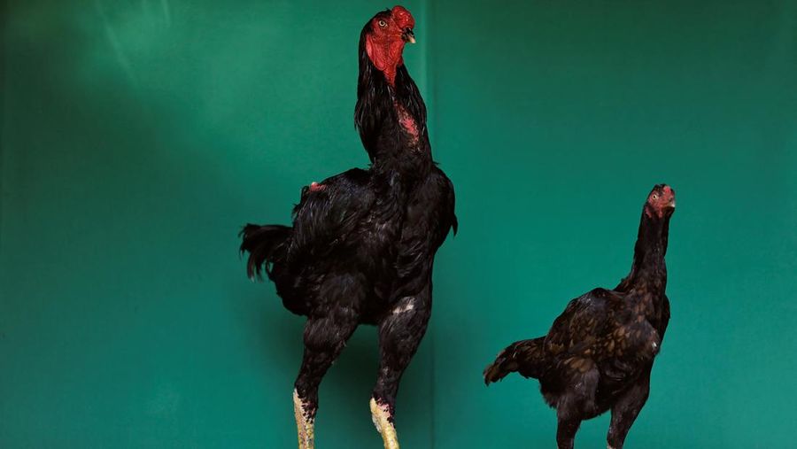 Seekor ayam berukuran 'normal' terlihat di samping ayam jantan Urubu India raksasa bernama Varapau di Avicultura Gigante, yang membiakkan ayam jantan raksasa untuk produksi daging skala kecil dan keperluan hias, di Formosa, Negara Bagian Goias, Brasil 1 September 2023. (REUTERS/Ueslei Marcelino)