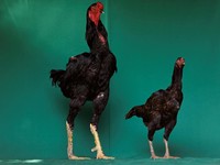 Manusia Bisa Ngobrol sama Ayam Berkat AI, Ini Kata Pakar