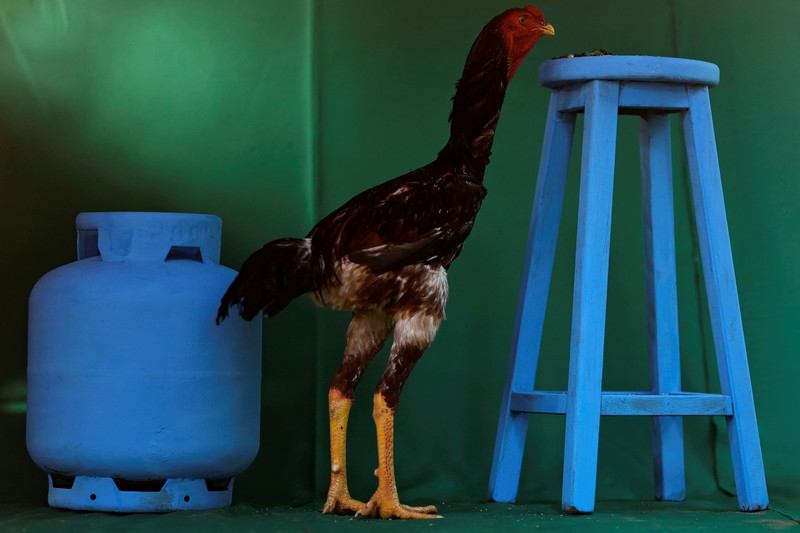 Ahli agronomi Rubens Braz berpose dengan ayam jantan Urubu India raksasa bernama Galalau di Avicultura Gigante, yang membiakkan ayam jantan raksasa untuk produksi daging skala kecil dan keperluan hias, di Formosa, Negara Bagian Goias, Brasil 1 September 2023. Ahli agronomi Rubens Braz berpose dengan ayam jantan Urubu India raksasa bernama Galalau di Avicultura Gigante, yang membiakkan ayam jantan raksasa untuk produksi daging skala kecil dan keperluan hias, di Formosa, Negara Bagian Goias, Brasil 1 September 2023. (REUTERS/Ueslei Marcelino)
