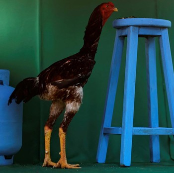 Penampakan Ayam Raksasa Setinggi 1,2 Meter di Brasil