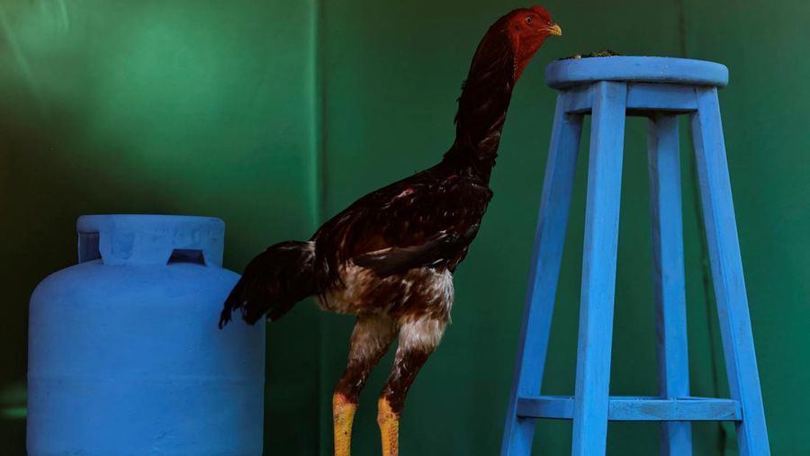 Ahli agronomi Rubens Braz berpose dengan ayam jantan Urubu India raksasa bernama Galalau di Avicultura Gigante, yang membiakkan ayam jantan raksasa untuk produksi daging skala kecil dan keperluan hias, di Formosa, Negara Bagian Goias, Brasil 1 September 2023. (REUTERS/Ueslei Marcelino)