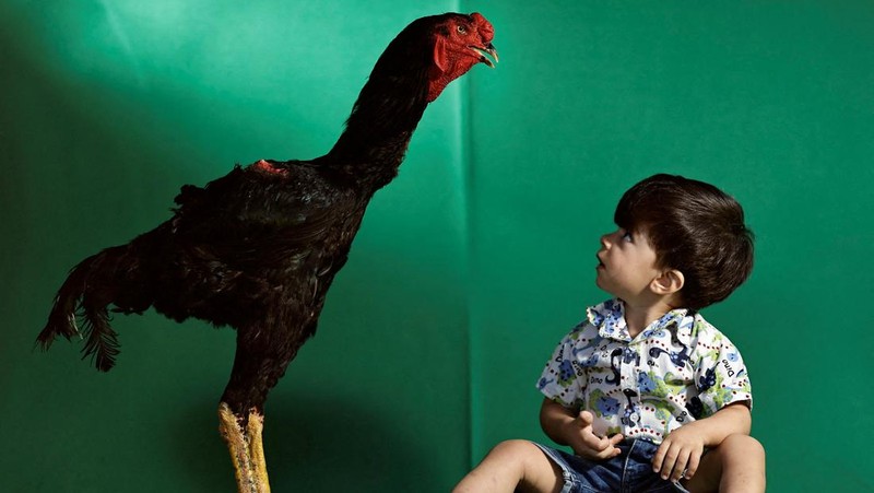 Ahli agronomi Rubens Braz berpose dengan ayam jantan Urubu India raksasa bernama Galalau di Avicultura Gigante, yang membiakkan ayam jantan raksasa untuk produksi daging skala kecil dan keperluan hias, di Formosa, Negara Bagian Goias, Brasil 1 September 2023. (REUTERS/Ueslei Marcelino)