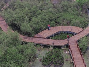 Pesona Kebun Raya Mangrove Gunung Anyar Surabaya