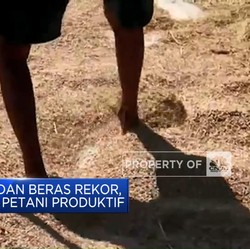 Harga Gabah & Beras Rekor, Bapanas Ingin Petani Produktif