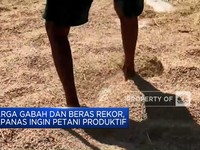 Harga Gabah & Beras Rekor, Bapanas Ingin Petani Produktif
