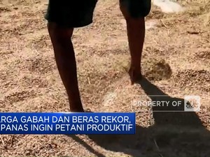 Harga Gabah & Beras Rekor, Bapanas Ingin Petani Produktif