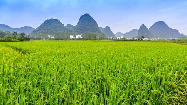 10 Negara dengan Lahan Subur Terluas di Dunia, RI Bikin Nangis!