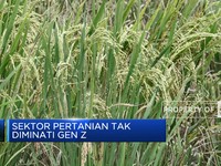 Indonesia, Negara Agraris yang Tersandera Krisis Pangan