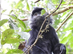 Video: Kemunculan Lutung Jawa Bikin Heboh Warga Depok