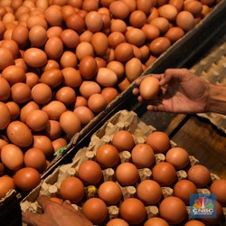 Doyan Makan Telur Bikin Kolesterol Tinggi, Mitos atau Fakta?
