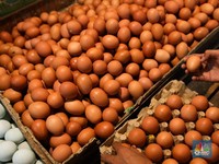 Doyan Makan Telur Bikin Kolesterol Tinggi, Mitos atau Fakta?