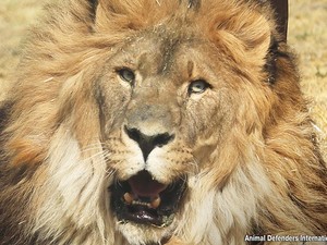 Penjaga Safari World Tewas Diserang Kawanan Singa