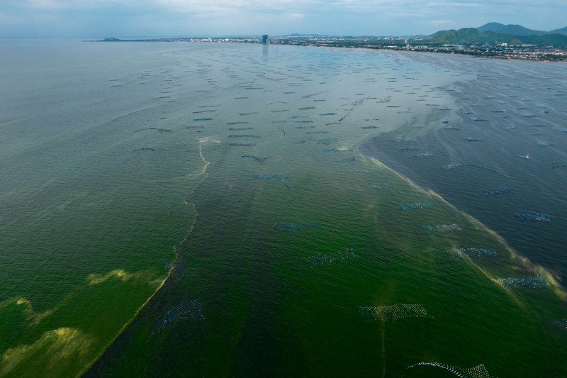THAILAND-ENVIRONMENT/ An aerial view of green sea water caused by plankton bloom at Chonburi's coastline, Thailand, September 14, 2023. REUTERS/Napat Wesshasartar