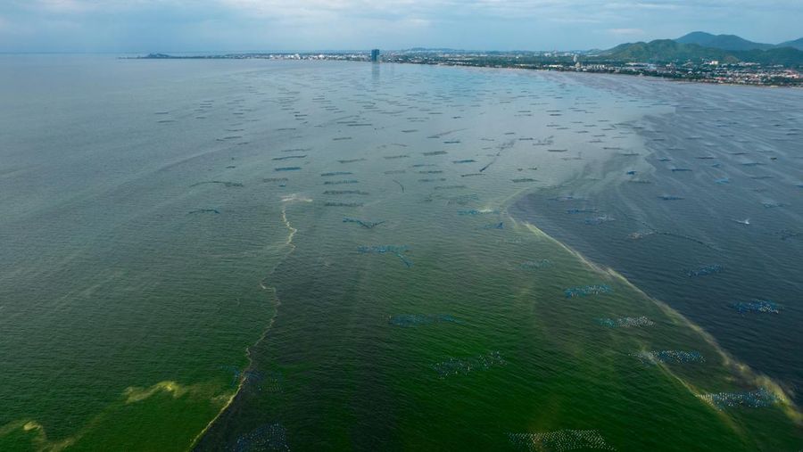 An aerial view of green sea water caused by plankton bloom at Chonburi's coastline, Thailand, September 14, 2023. REUTERS/Napat Wesshasartar