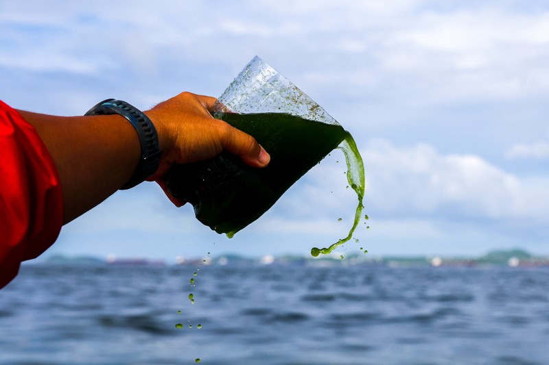 THAILAND-ENVIRONMENT/ An aerial view of green sea water caused by plankton bloom at Chonburi's coastline, Thailand, September 14, 2023. REUTERS/Napat Wesshasartar
