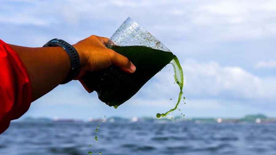 An aerial view of green sea water caused by plankton bloom at Chonburi's coastline, Thailand, September 14, 2023. REUTERS/Napat Wesshasartar