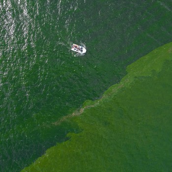 Pasukan Plankton Serbu Pantai Thailand, Ubah Jadi 'Zona Mati'
