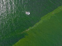 Pasukan Plankton Serbu Pantai Thailand, Ubah Jadi 'Zona Mati'