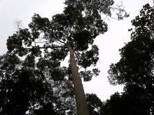 Meranti, Hasil Hutan Bukan Kayu dan Pemanfaatan Lestari