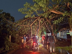 PLN Klaim Pohon Bikin 90% Gangguan Listrik di Sumsel