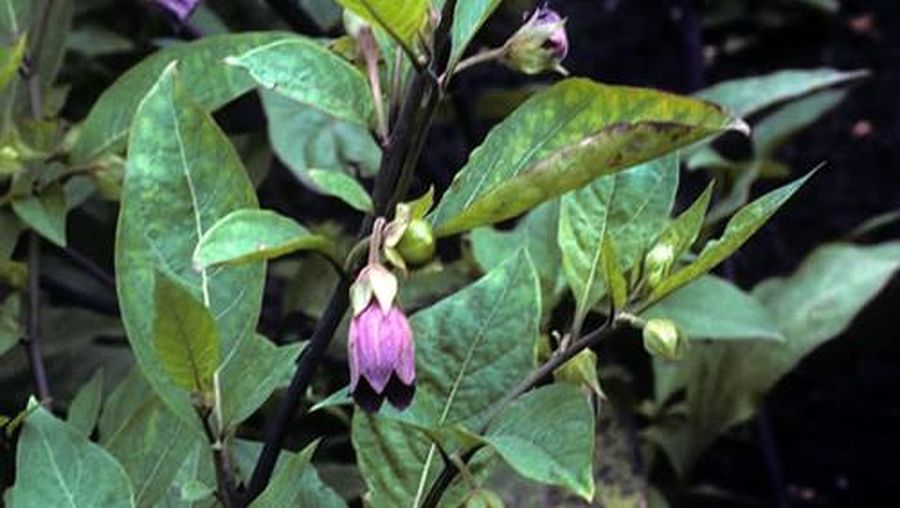 Tanaman Deadly Nightshade. (Dok. fs.usda.gov)