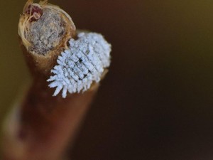 Penyebab Kutu Putih Muncul pada Tanaman, Bisa Dibasmi Pakai Bawang Putih