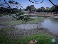 Penampakan Seram! Danau Cinere Kering Parah, Banyak Ikan Mati