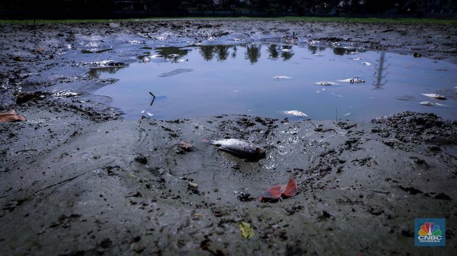 Seorang warga berjalan di tanah yang retak akibat kekeringan di Danau Cinere, Depok, Jawa Barat, Rabu (27/9/2023). (²©²ÊÍøÕ¾/Faisal Rahman)