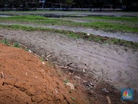 Seorang warga berjalan di tanah yang retak akibat kekeringan di Danau Cinere, Depok, Jawa Barat, Rabu (27/9/2023). (CNBC Indonesia/Faisal Rahman)
