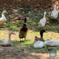 Asik! 3 Taman Favorit Warga Jaksel Bakal Digabung