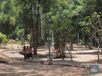 Suasana Taman Langsat salah satu dari sejumlah taman di Jakarta yang mengalami kekeringan saat ini, Rabu (27/9/2023). (CNBC Indonesia/Muhammad Sabki)