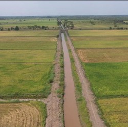 Gagal di Era Soeharto & SBY, Food Estate Dilanjutkan Jokowi